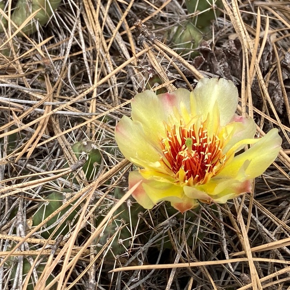 Meet your Posher, Em - Picture 1 of 2